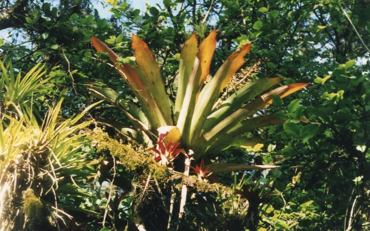 Im natürlichen Lebensraum der Grossen Soldatenaras in Costa Rica gedeihen viele Epiphyten wie diese Bromelie in den Baumkronen. 