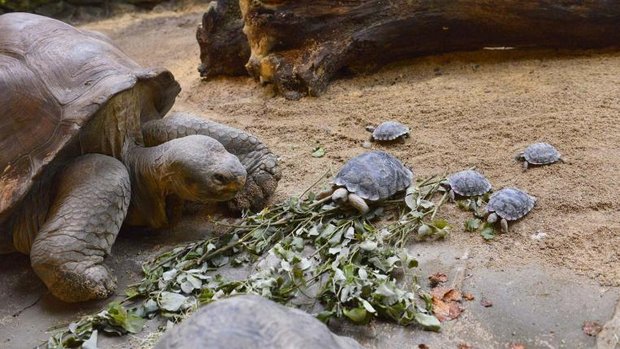 Galapagos-Riesenschildkröte mit Jungen