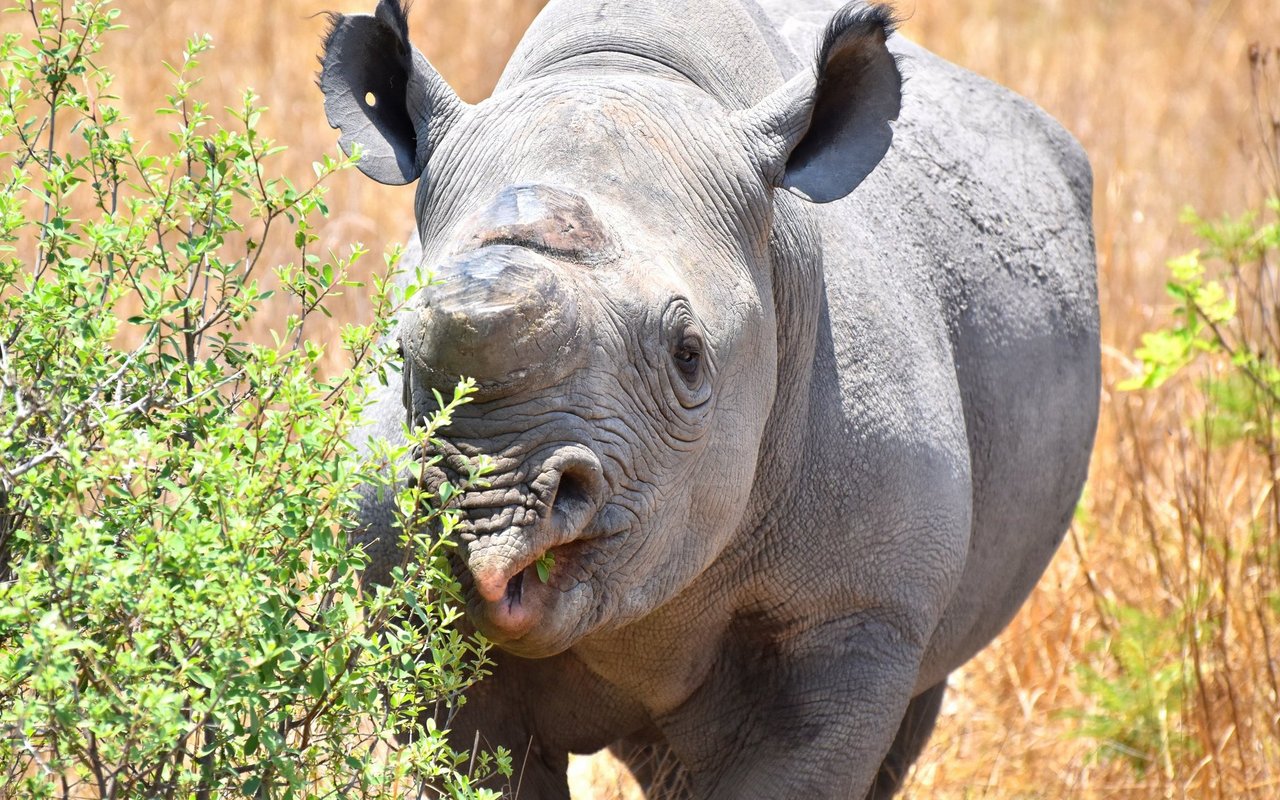 Die bis zu 1.400 Kilogramm schweren Tiere sind Bewohner der Savannen und offenen Landschaften.