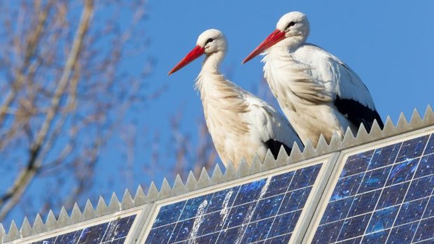 Storch auf Solarpanel