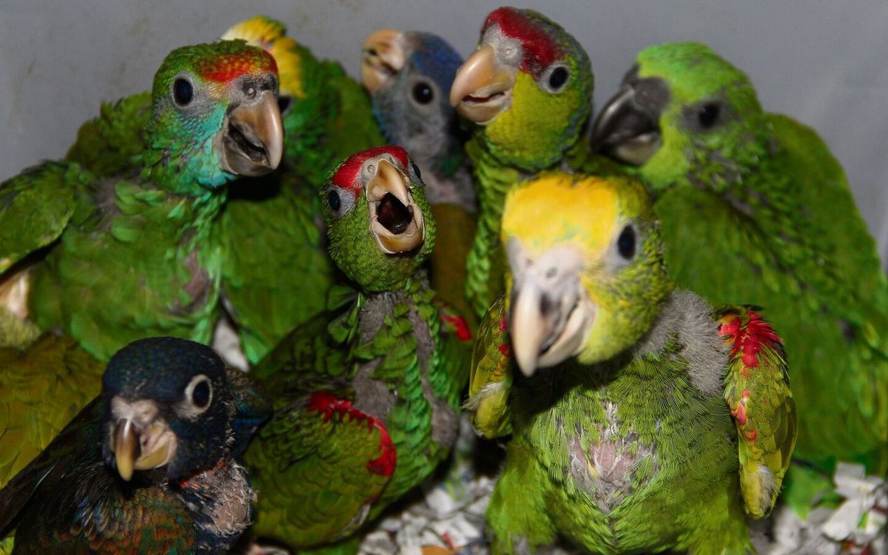 In der Vogelzucht, hier junge Amazonen und Rotsteisspapageien, ist man auf ein ausgeglichenes Geschlechterverhältnis angewiesen. 