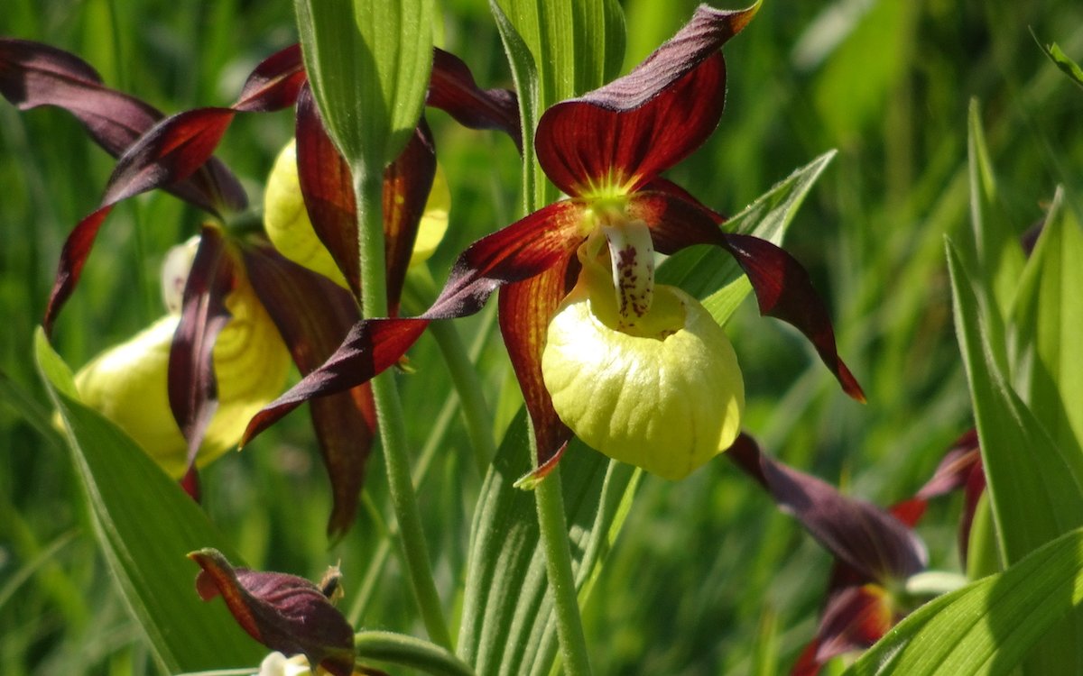 Die Frauenschuh-Orchidee ist in der Schweiz sehr selten und gedeiht im Naturschutzgebiet Tannbüel bei Bargen SH.