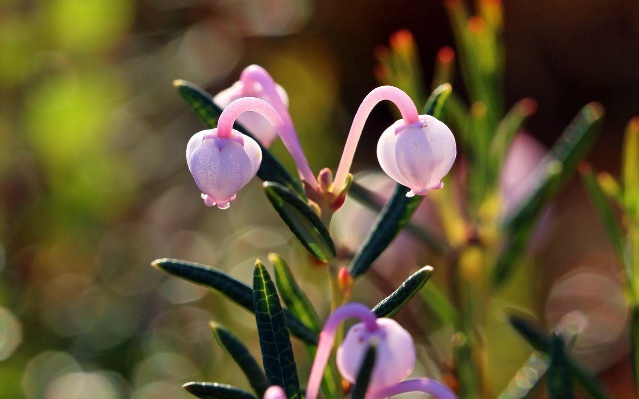 Rosmarinheide (Andromeda polifolia)
