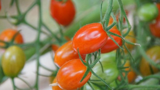 3167_tomaten_ji_s.jpg