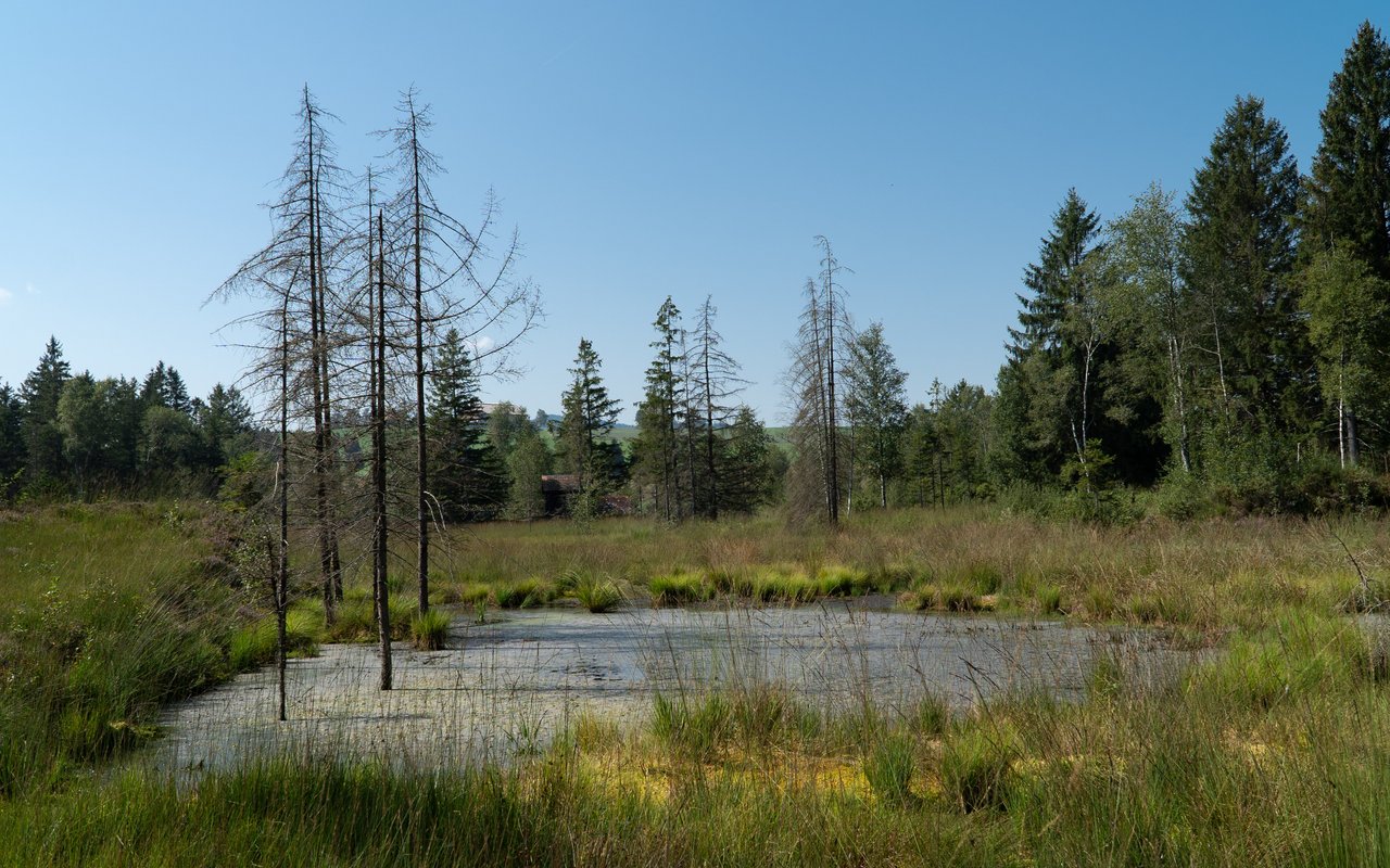 Hier fand unter anderem die Renaturierung im Moor Schwantenau statt. Im Mittelpunkt: der neu angelegte Teich mit den absterbenden Fichten. 