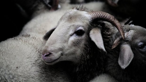 Die Stiftung will die genetische und kulturhistorische Vielfalt von seltenen Nutztierrassen – hier das Bündner Oberländer Schaf – bewahren.