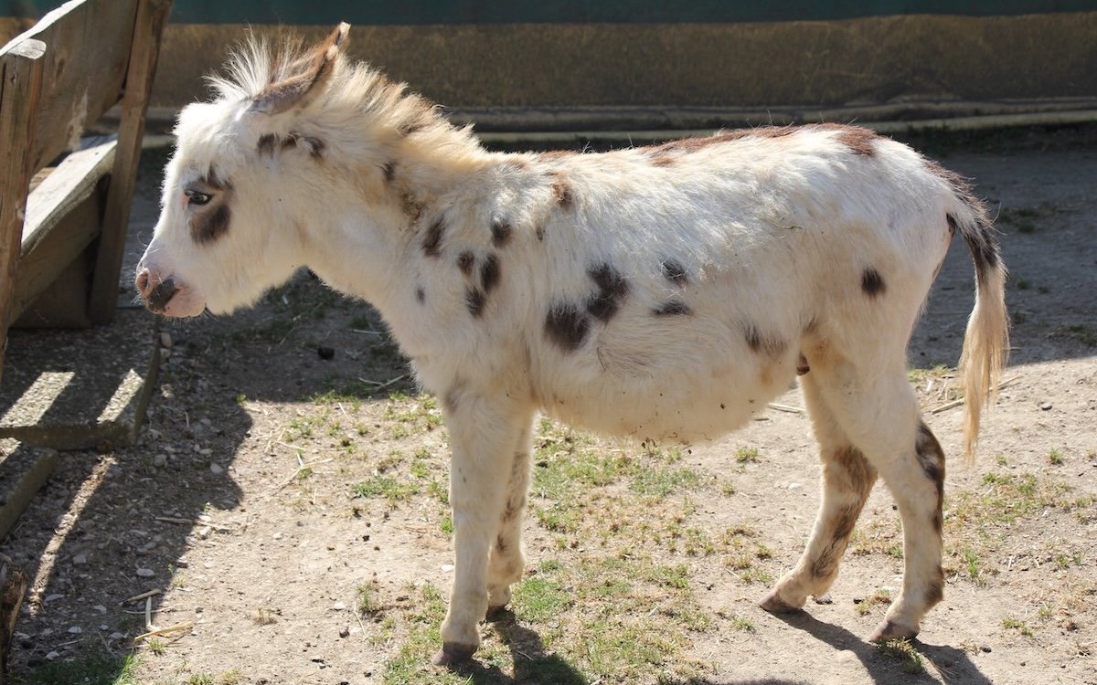 Der Amerikanische Miniesel Pablo im Bioparc Genf. 