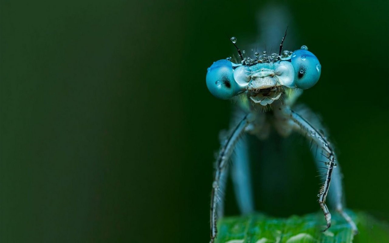 «Respekt Insekt!» – unter diesem Slogan findet im Naturama nicht nur eine Sonderausstellung statt, sondern Insekten werden auch an den Naturfilmtagen vom 13.1-14.1 unter die Lupe genommen. 