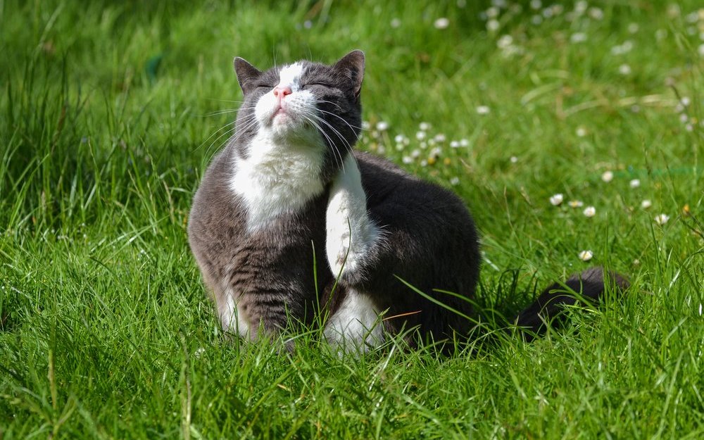 Häufiges Kratzen bei Katzen kann auf eine Flohbiss-Allergie hinweisen.