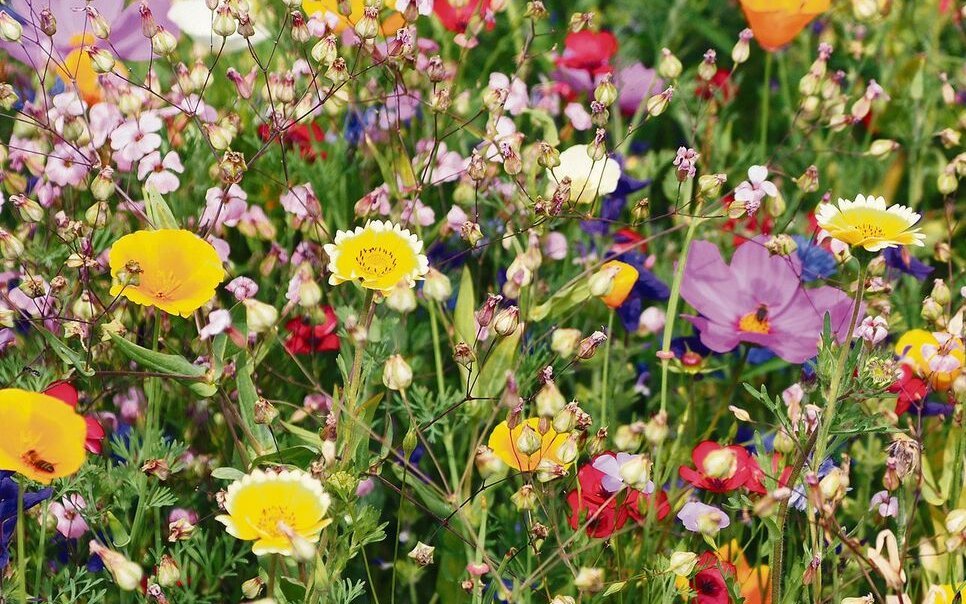 Ein grosses Angebot an Blüten und Kleinstrukturen wie auch der Verzicht auf Pestizide helfen Wildbienen.