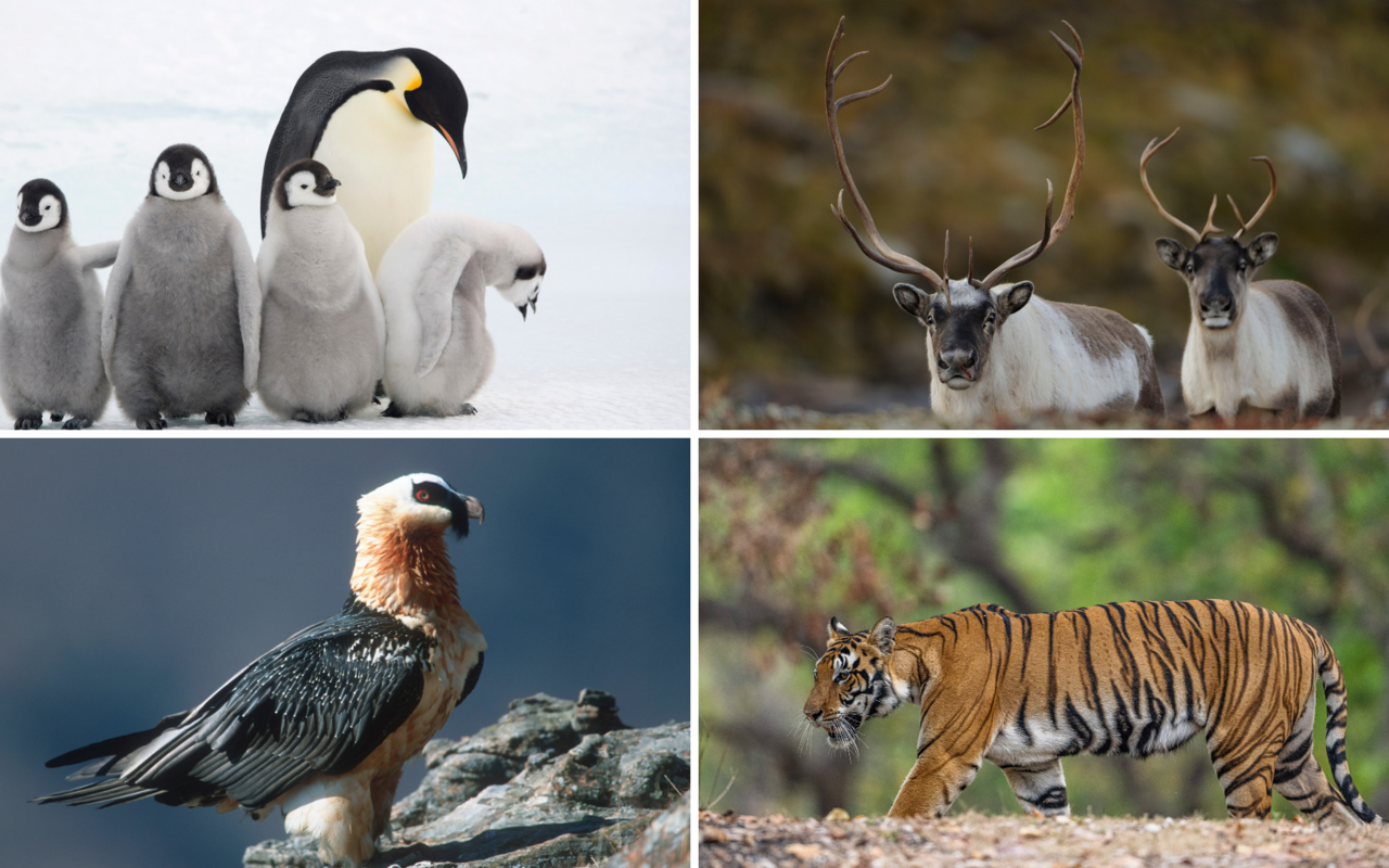 Im Tierreich gibt es laut dem WWF-Jahresbericht Gewinner und Verlierer. 