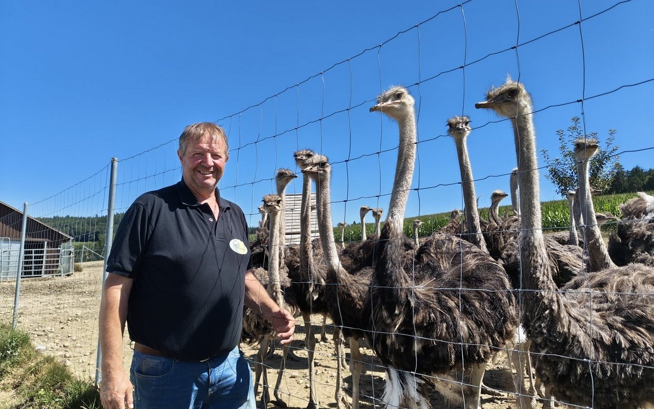 Herbert Jungs Interesse an Straussen scheint auf Gegenseitigkeit zu beruhen. 