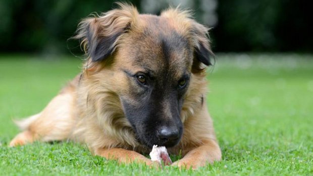 Hund