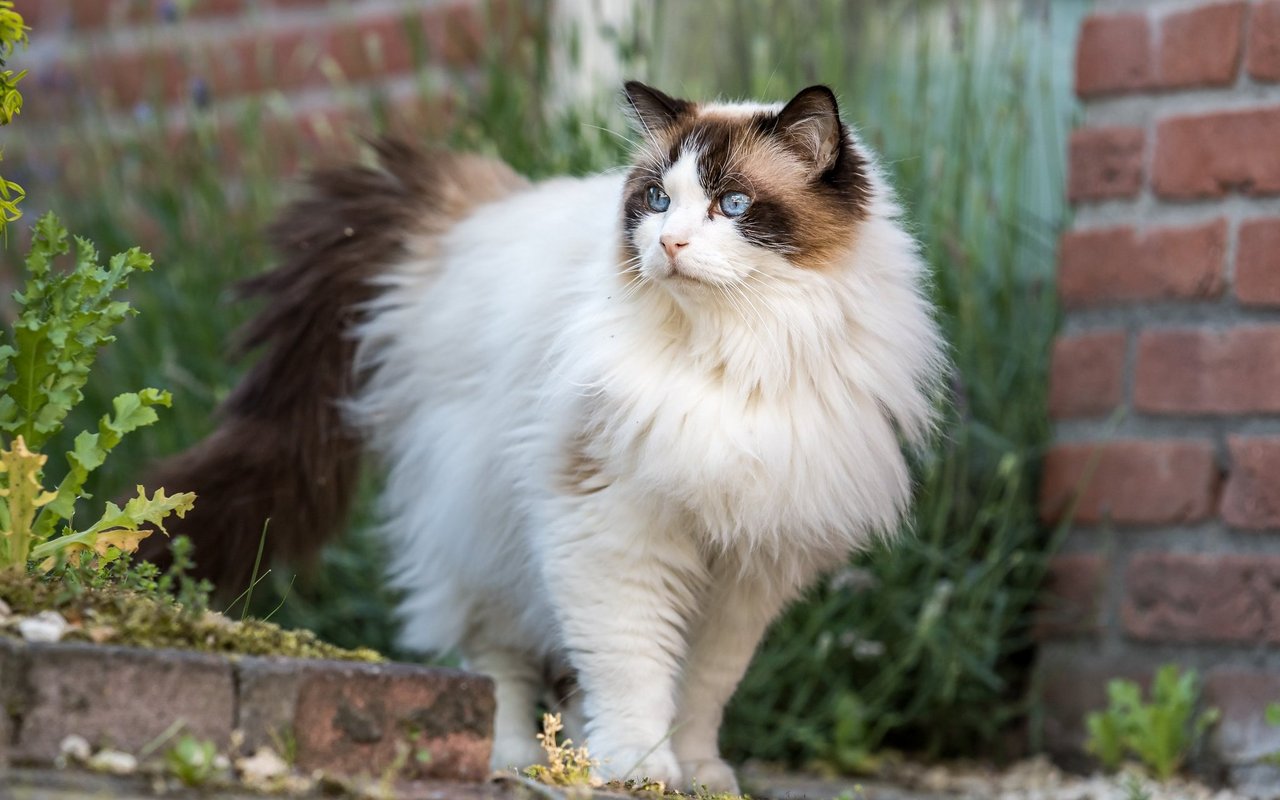 Ragdolls gehören zu den grössten Hauskatzenrassen der Welt.