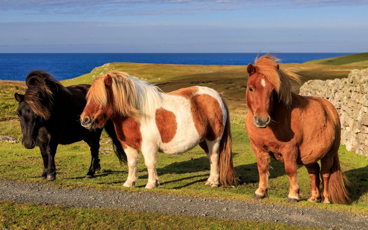 Karge Weiden und Wind: Shetlandponys sind robsut. 