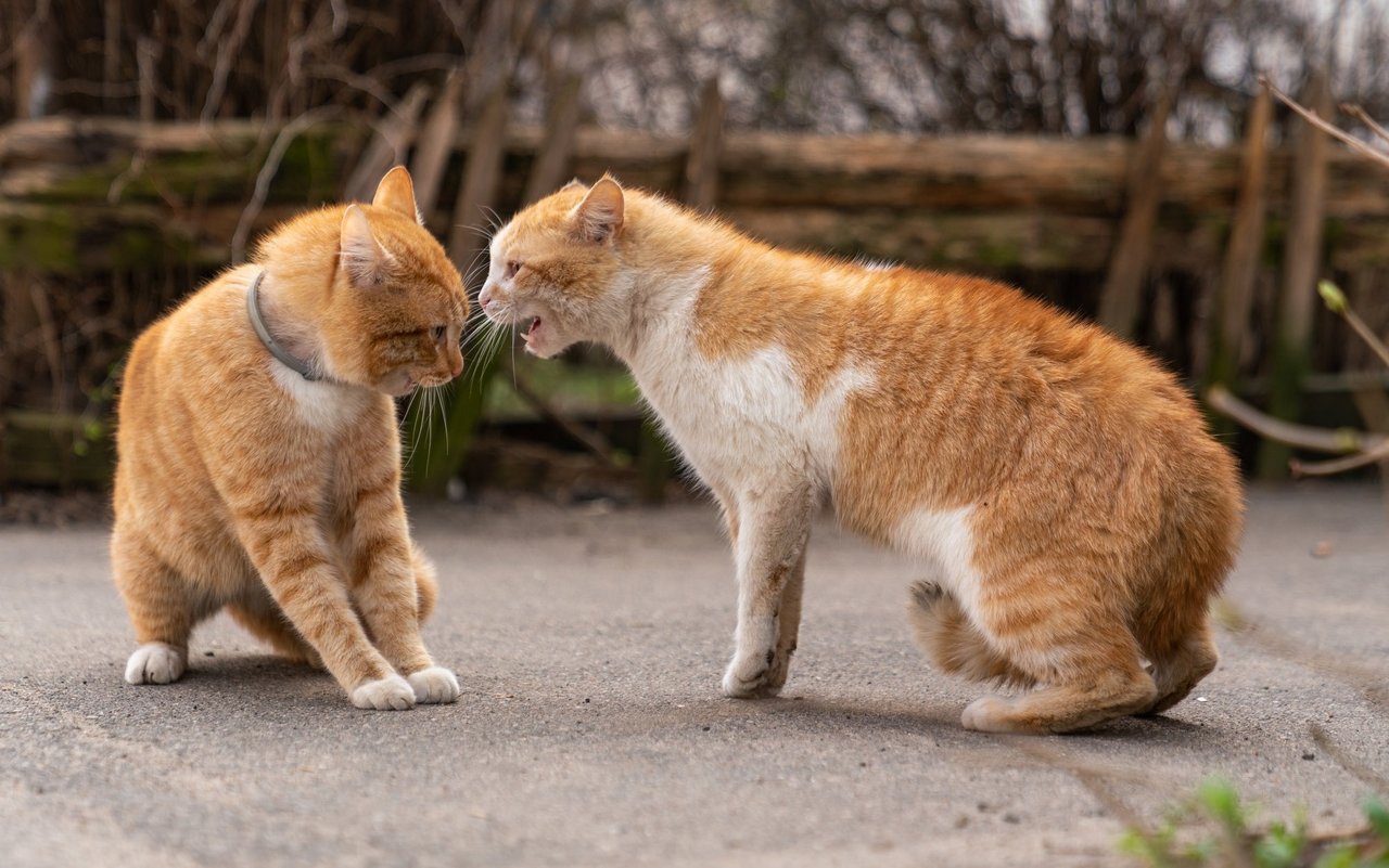 Wenn keine der Katzen nachgibt, kann aus Drohgebärden schnell ein heftiger Kampf werden.