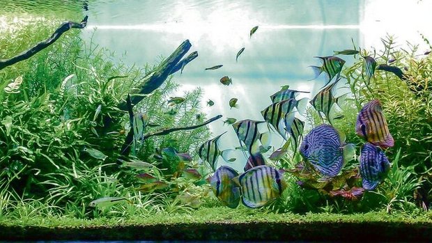 Aquarium