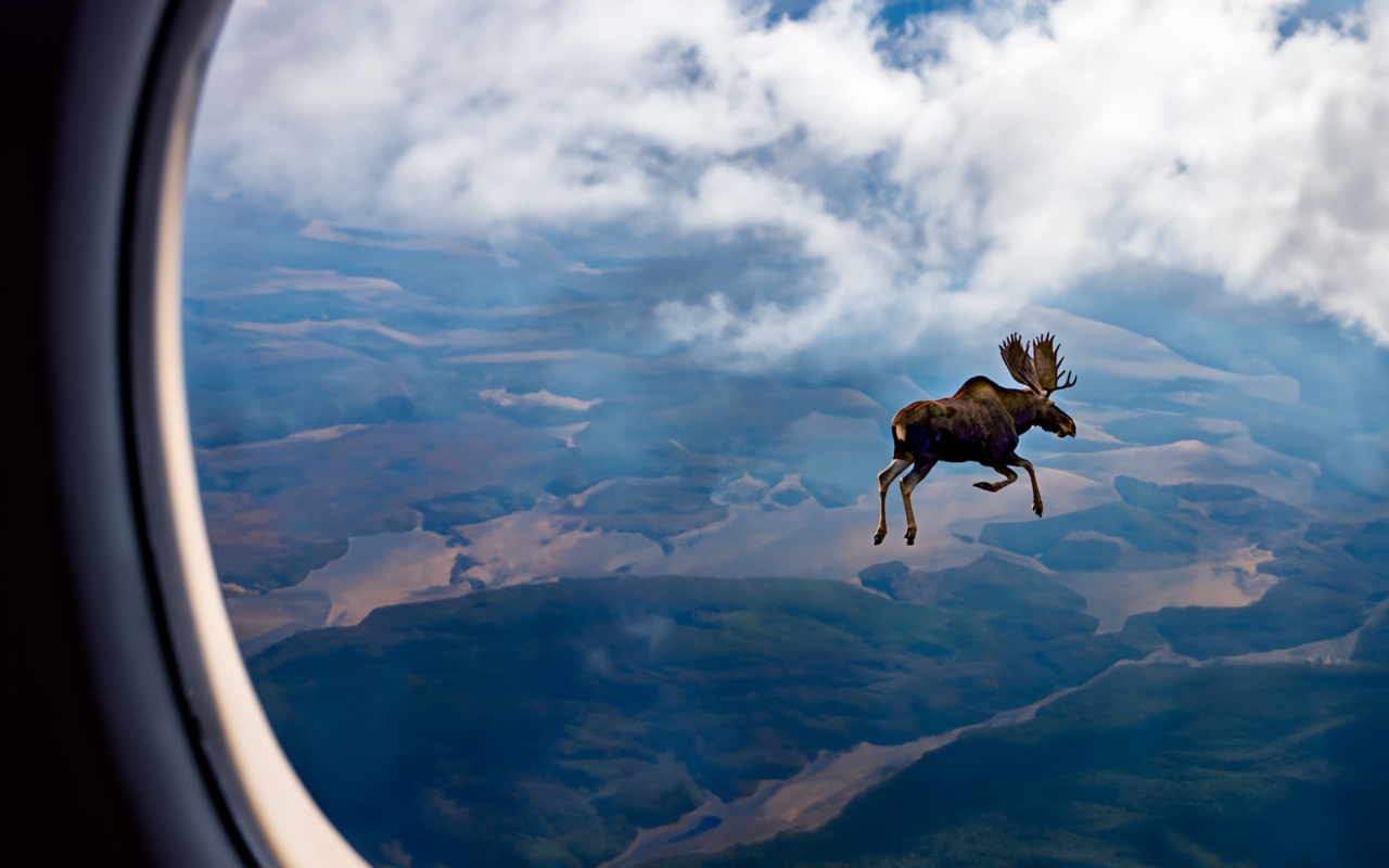 Dieses Bild wurde von der AI von Adobe Phtoshop generiert und zeigt einen Elch, der aus einem Flugzeug fliegt. 
