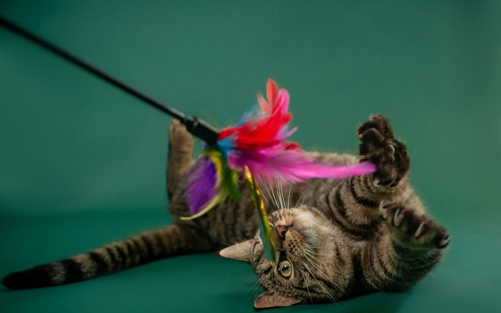 Mit selbstgebasteltem Spielzeug kann man bei seinem Haustier punkten und für viel Abwechslung und Bewegung im Katzen- und Hundealltag sorgen. 
