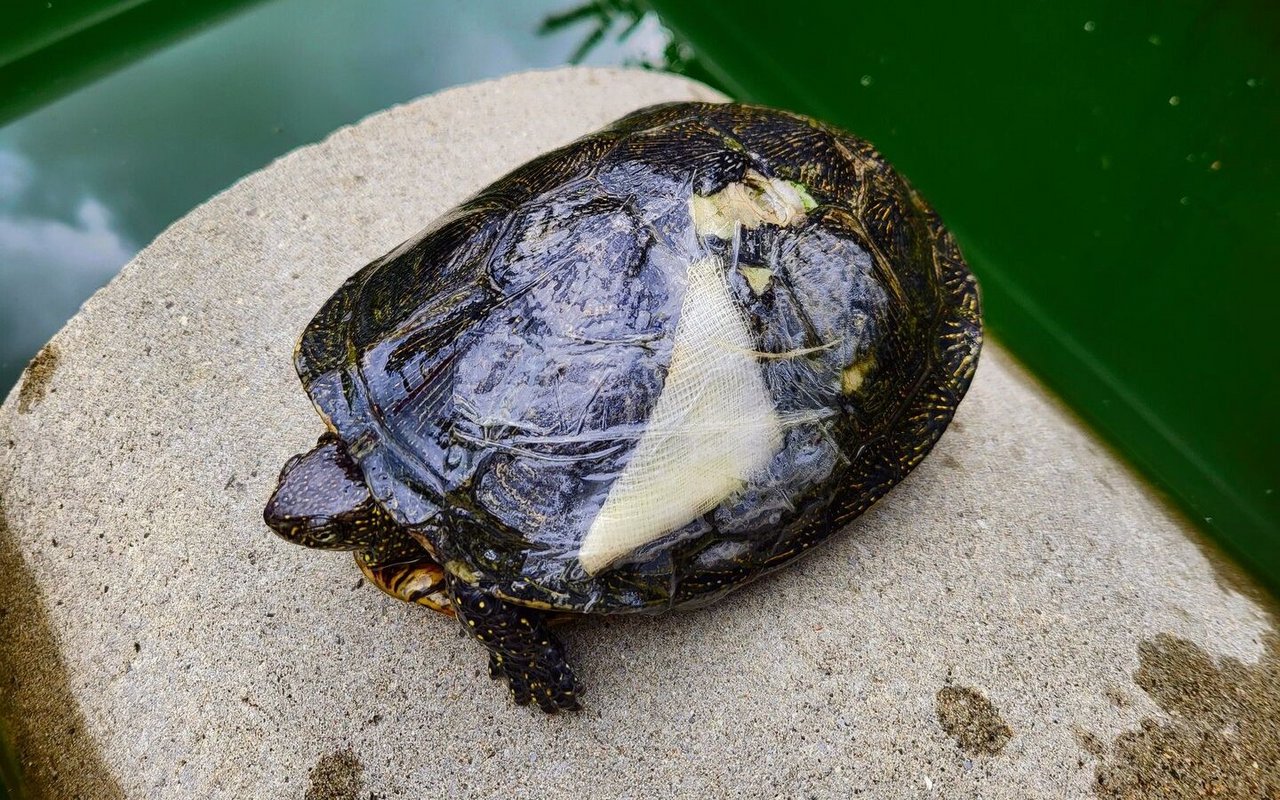 Nicht selten müssen die Hubers abgegebene Schildkröten zuerst verarzten lassen.