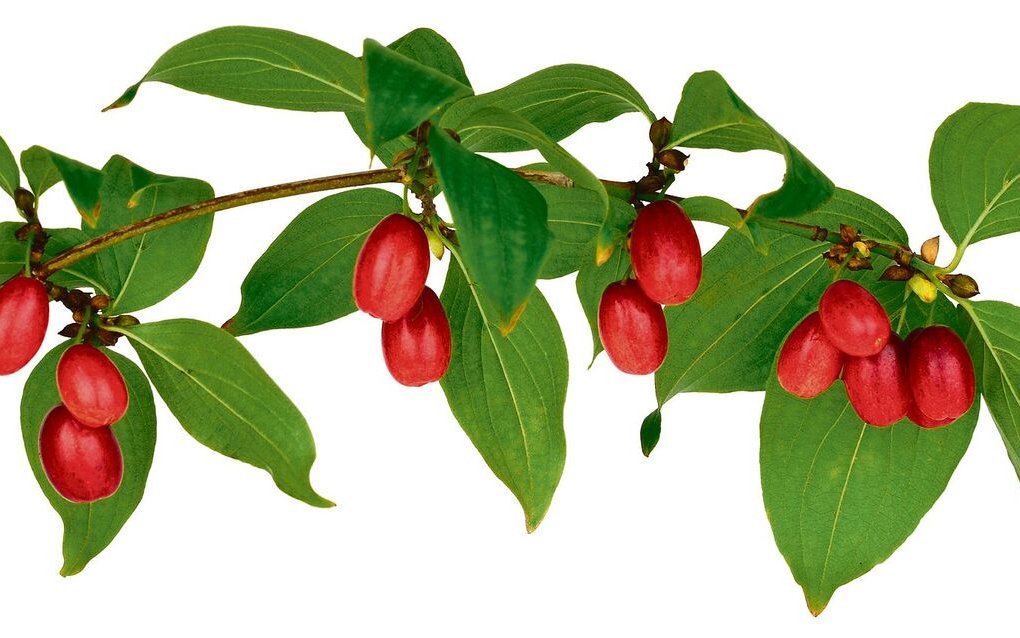 Kornelkirschen sind winterhart, bilden schmucke Früchte aus, und die Blätter verfärben sich im Herbst attraktiv rot. 