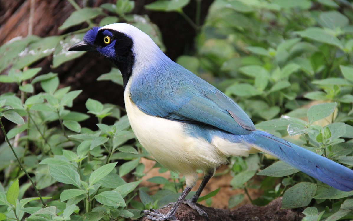 Die Zootierliste zeigt an, dass der Inkablaurabe in der Schweiz im Papiliorama in Kerzers beobachtet werden kann.  