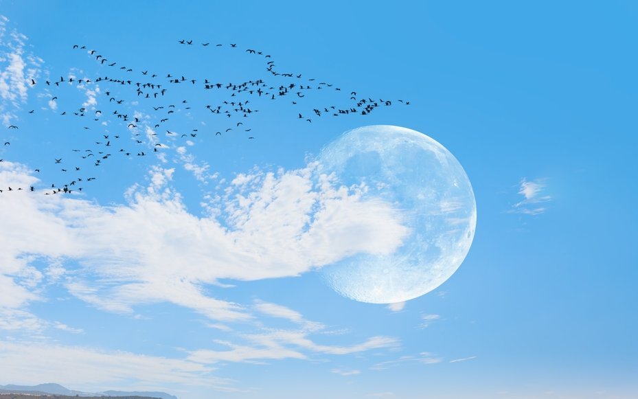 Die neuen Vorhersagen verbessern die Möglichkeiten zur Beobachtung und zum Schutz der Zugvögel.
