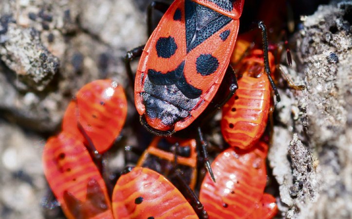 Wanzen machen keine Metamorphose durch. Die Nymphen auf dem Bild ähneln mit jeder Häutung immer mehr dem erwachsenen Tier. 