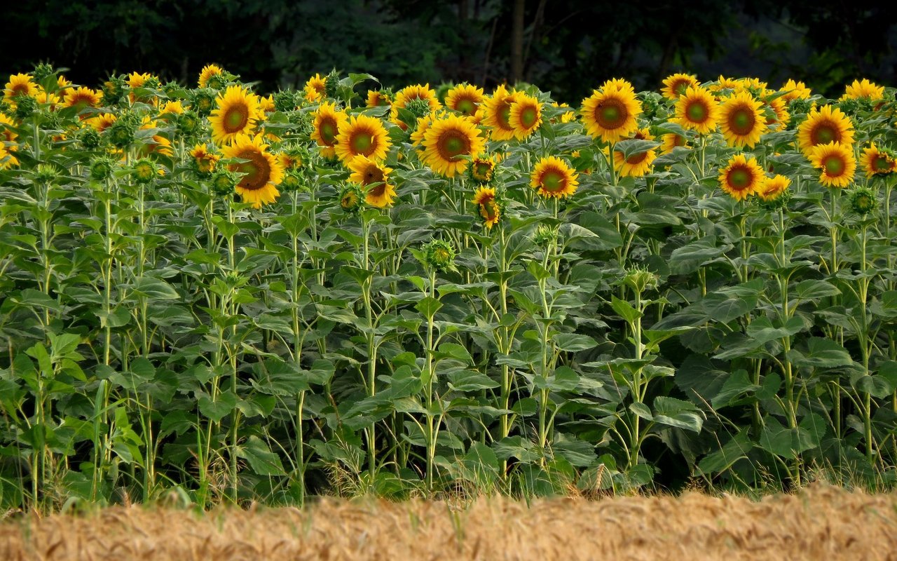 Ein klassisches Bild: Ein Feld voller Sonnenblumen. 