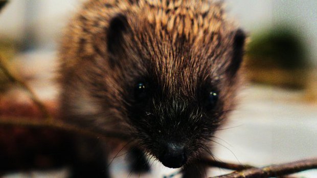 Der junge Igel wurde gegen Parasiten behandelt und kommt wieder zu Kräften in seiner Box. 