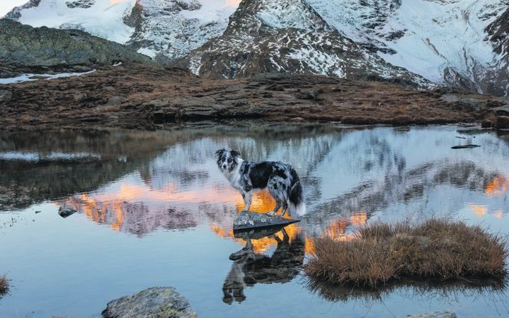 Um diesen Sonnenaufgang am See im Engadin zu geniessen, ist Sarah Stangl ganz alleine mit ihren zwei Hunden hochgewandert. Dabei habe sie die Stille, die unglaubliche Präsenz sowie die Schönheit der hohen Berge genossen. Sie findet, dass Spiegelbilder fotografisch eine grosse Anziehungskraft haben.
