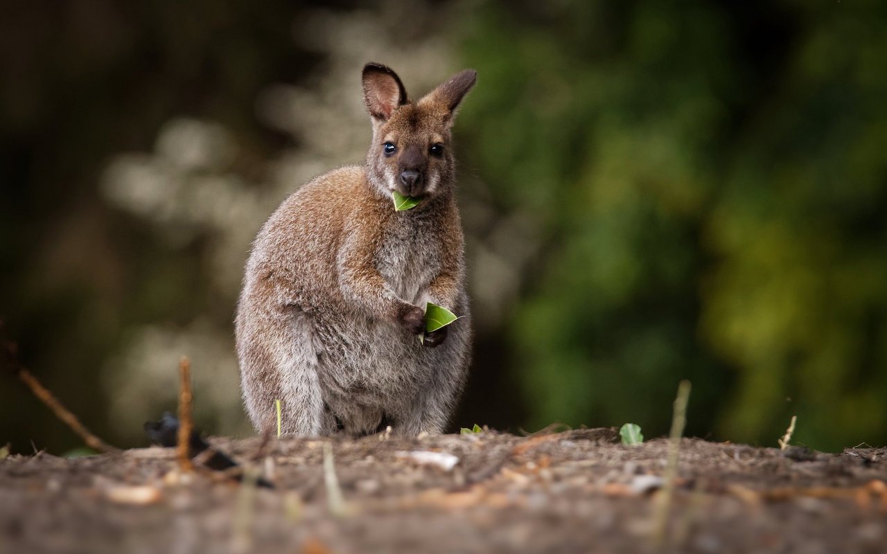 Wallabys sind häufig auf Tasmanien anzutreffen und sind meist wenig scheu. 