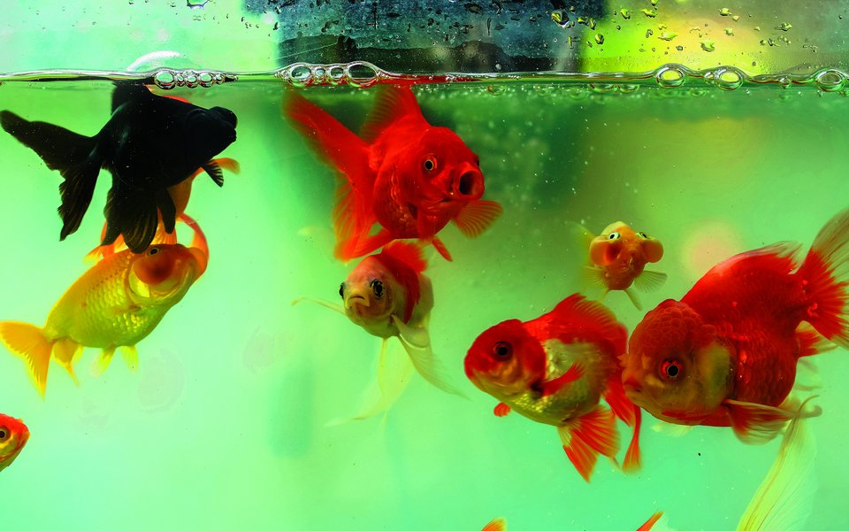 Es existieren verschiedene Zuchtformen von Goldfischen. Himmelsgucker, Teleskopaugen und Blasenaugen wurden in der Schweiz bereits verboten.