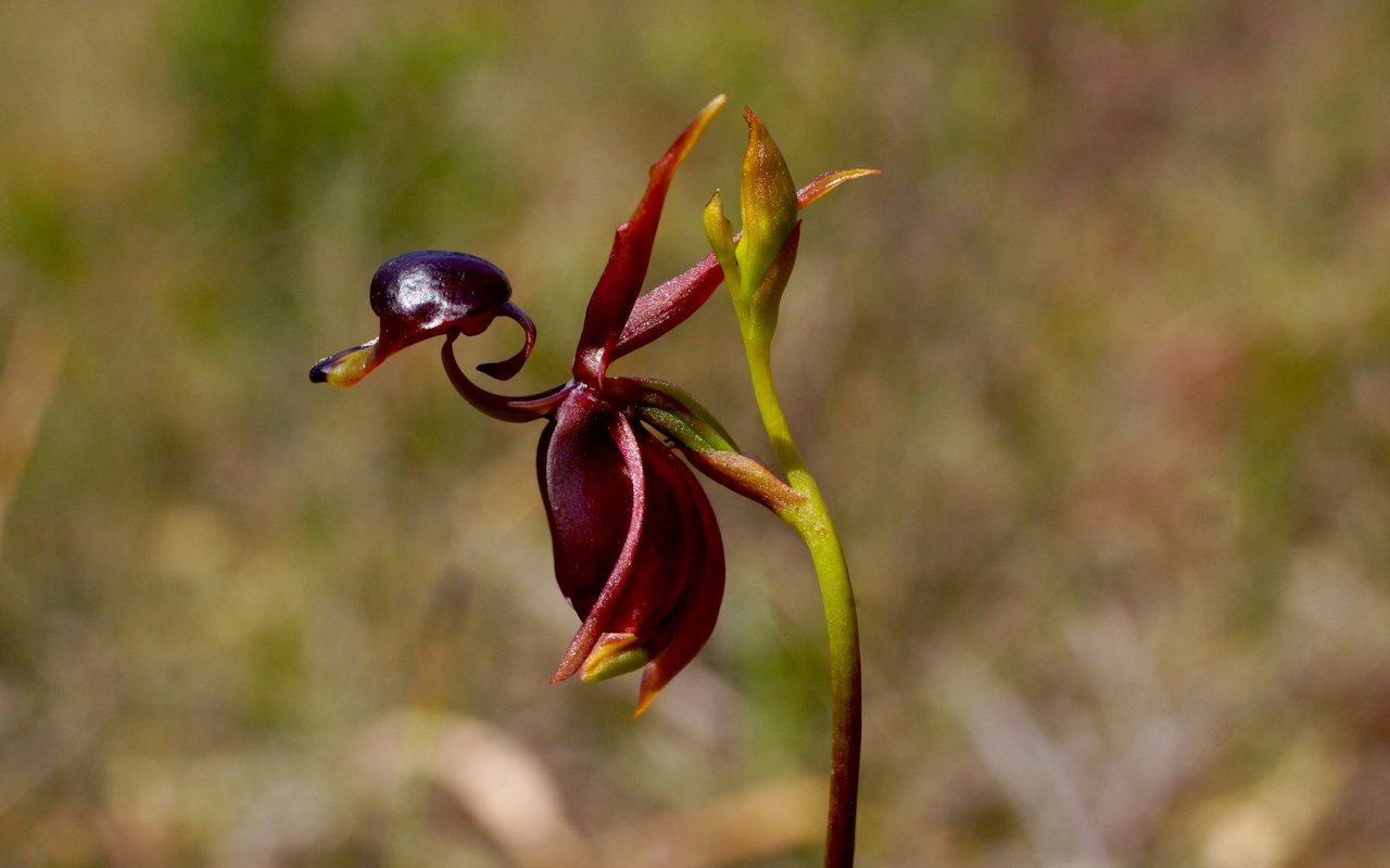 Caleana major