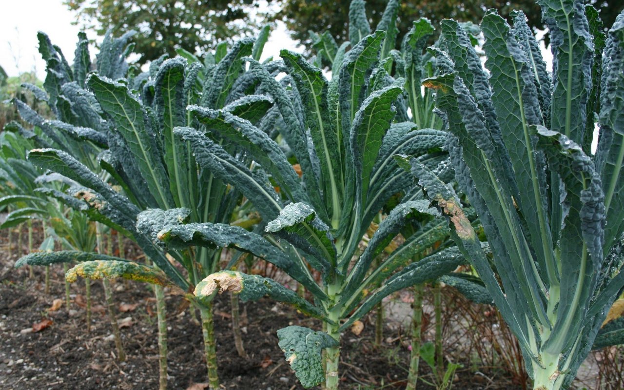 Das Gemüse mit der Palmfrisur erträgt weniger Kälte als sein naher Verwandter – der Palmkohl.