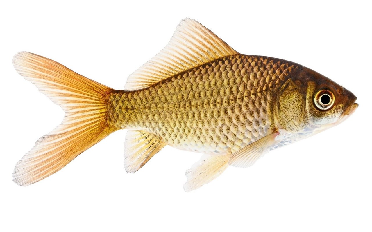 Der ursprüngliche Goldfisch Carassius auratus und wie er in der freien Natur vorkommt.