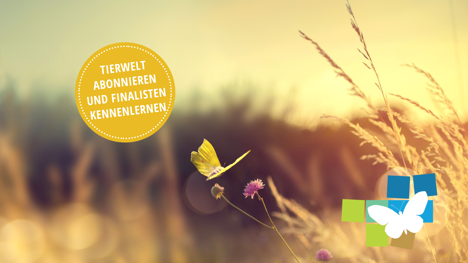 Der Tierwelt-Preis "Goldener Schmetterling" zeichnet Privatpersonen aus, die sich mit Leidenschaft für die heimische Artenvielfalt in ihrem Garten oder auf dem Balkon einsetzen.