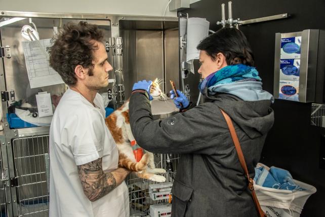 Der Kater erhält Besuch von der aufgebotenen Neurologin.