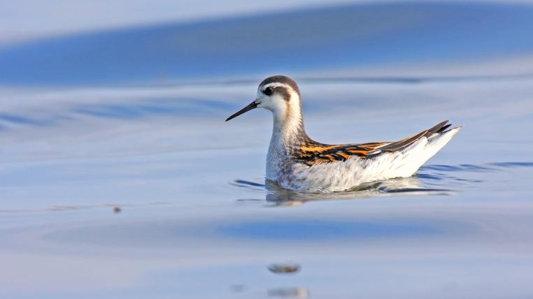 Ein Odinshühnchen auf dem Klingnauer Stausee begeisterte die Ornithologinnen und Ornithologen.