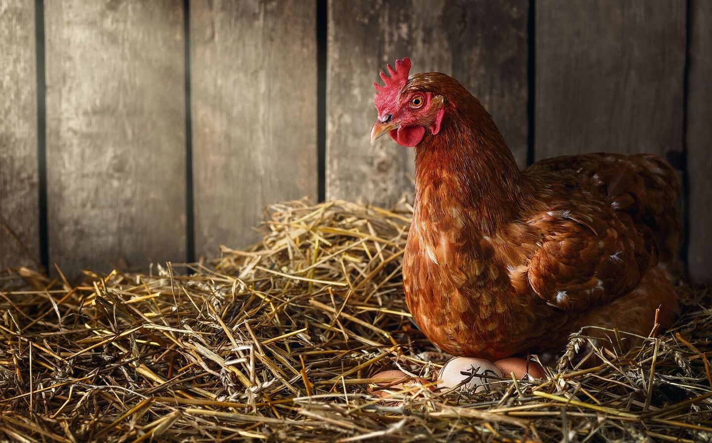 Bildlegende Huhn